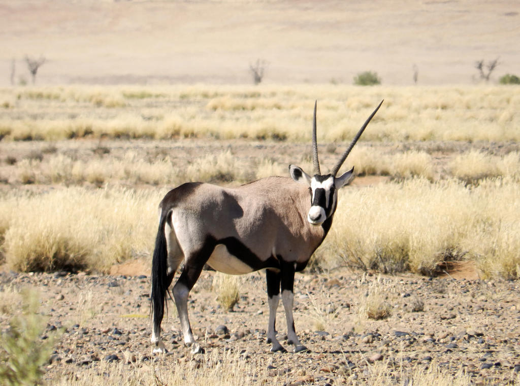 Sossusvlei Lodge Sesriem Ngoại thất bức ảnh